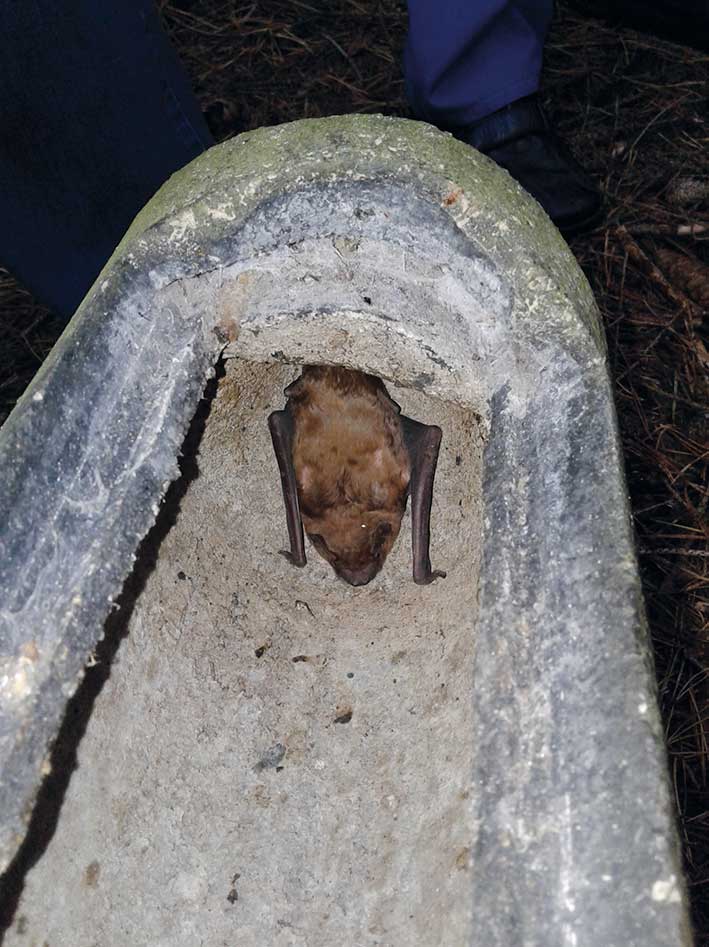 Fledermaus