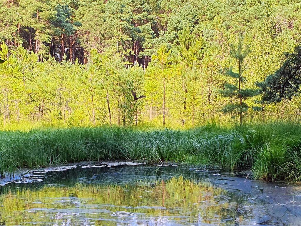 Großer Bendsegler