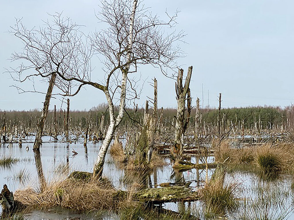 Dollern Feerner Moor