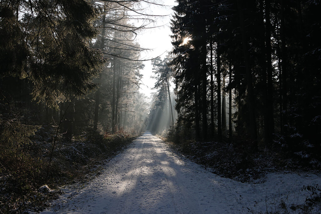Rüstjer Forst
