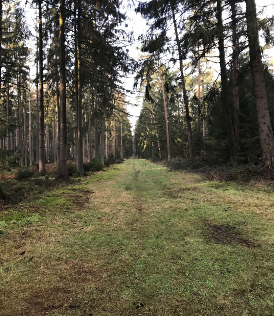 Rüstjer Forst