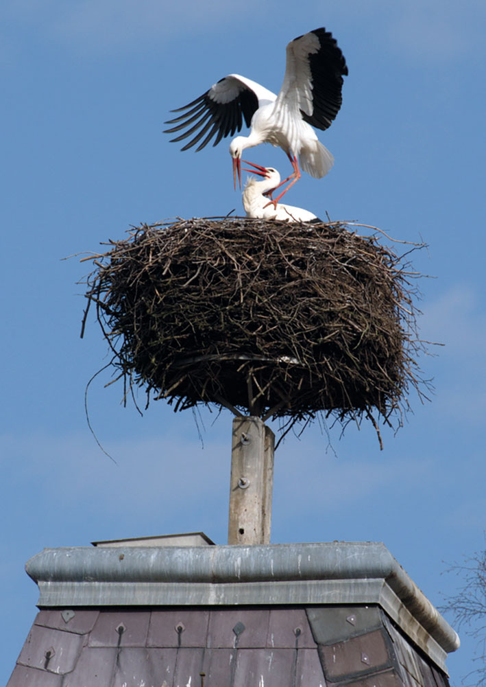 Das Jahr der Horneburger  Schlossstörche