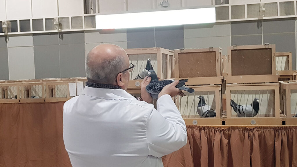 Der Preisrichter bei seiner Bewertung einer Taube