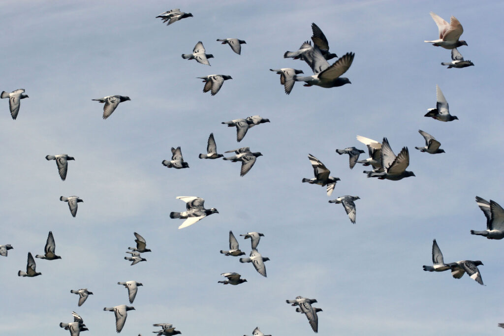 Brieftaubenflug