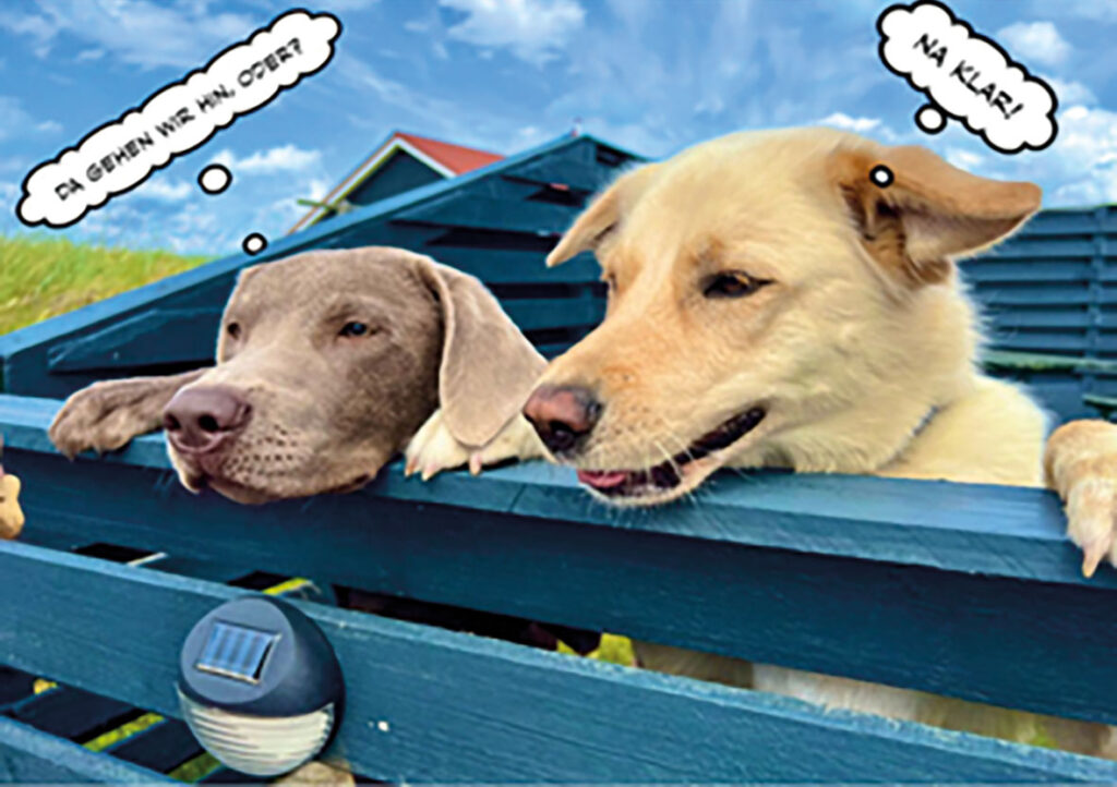 Best Buddy Game